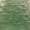 shimmer-organza-frock-green-texture-1.jpg Shimmer Organza Frock - Green